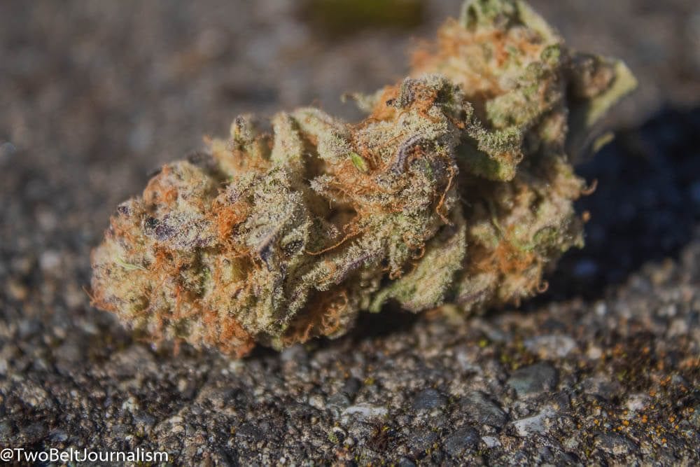 ZoZ Cannabis Strain Review (Feat. Purple Punch Strain)