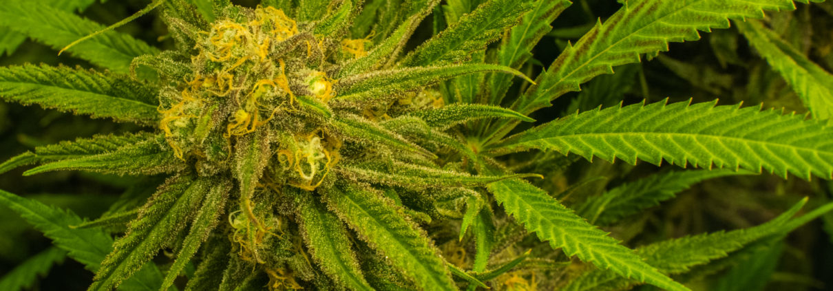 Blue Dream 101—The History Of A Legendary Strain