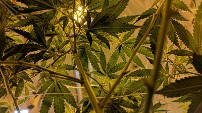 Advantages And Disadvantages Of Growing Cannabis Indoors and Outdoors