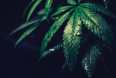 Advantages And Disadvantages Of Growing Cannabis Indoors and Outdoors