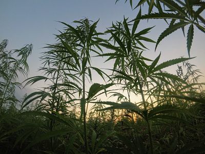 What Marijuana Plants Grow In The State Of Oregon