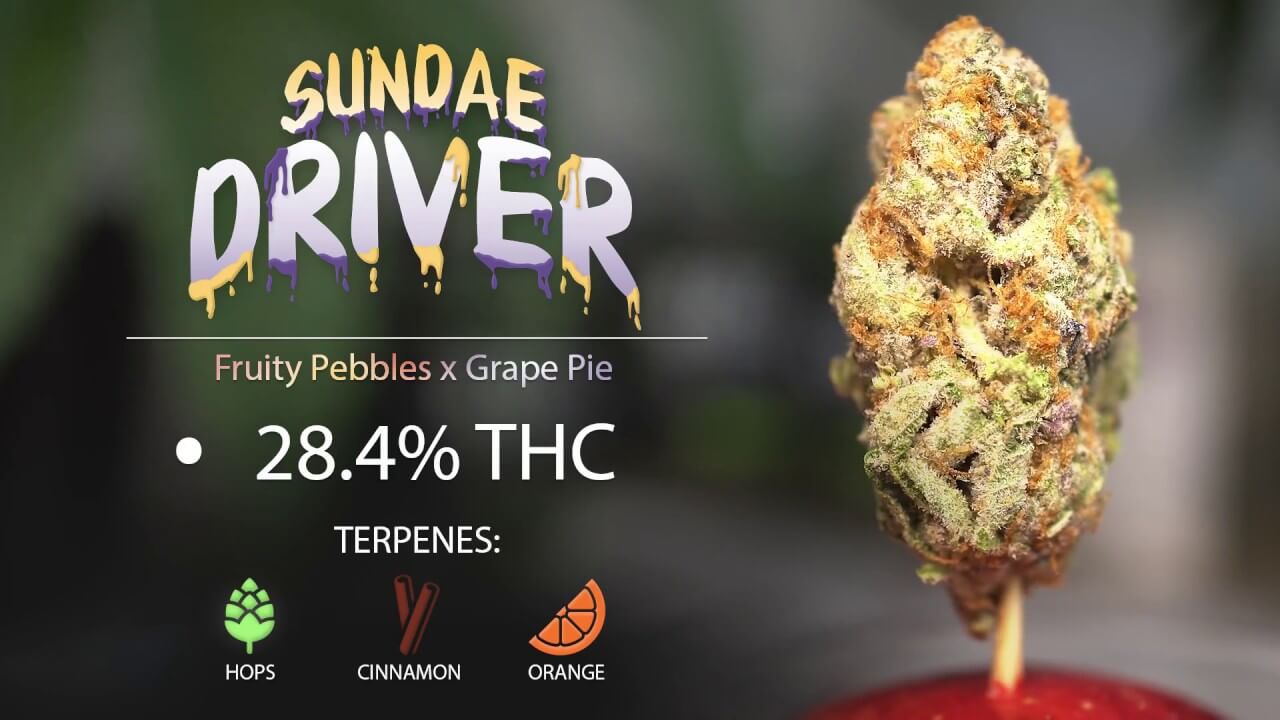 Take A Ride With The Sundae  Driver  Cannabis Strain