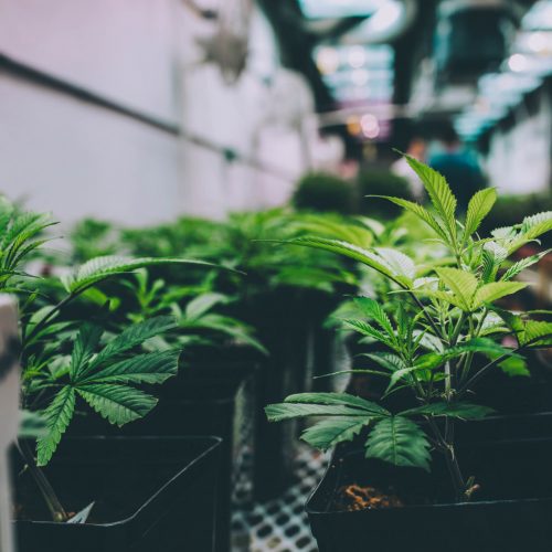 Record Labels And Music Artists Looking To Expand Their Merch Business Should Be Selling CBD Products