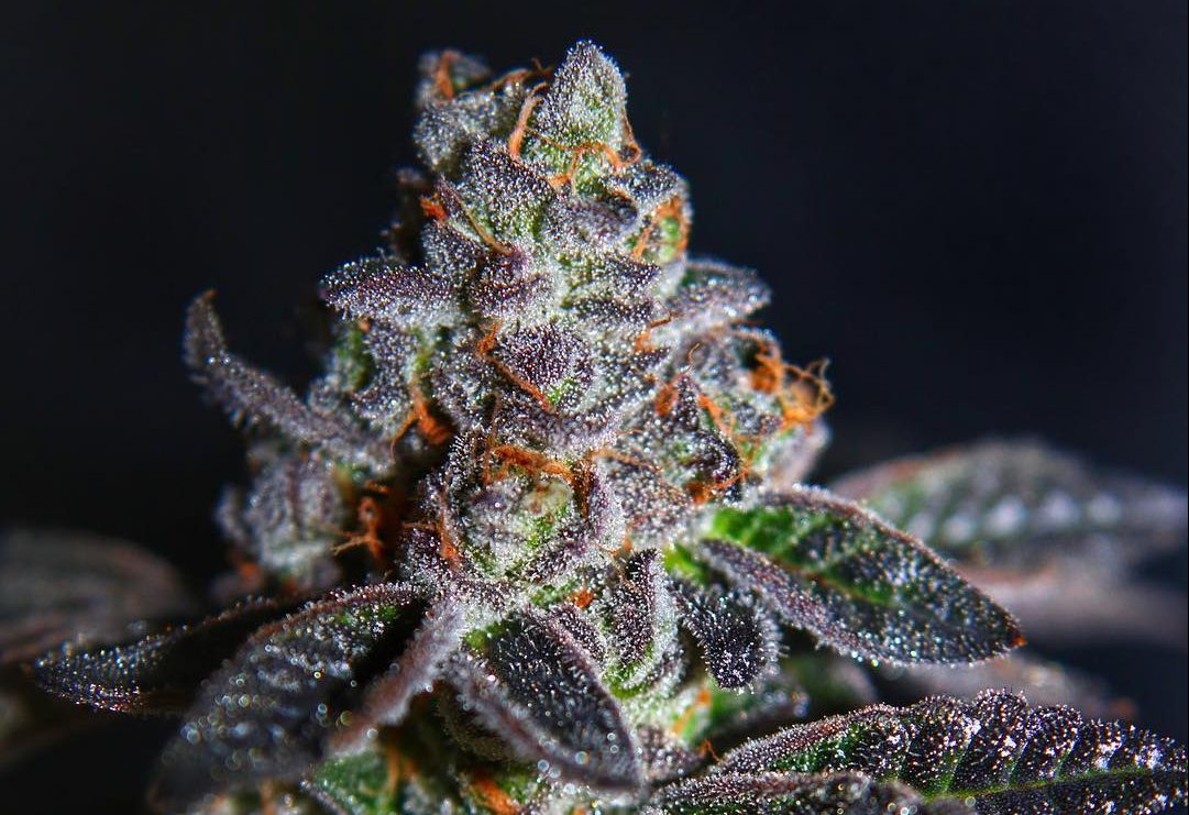 How Did The "Girl Scout Cookies" Strain Become So Popular?