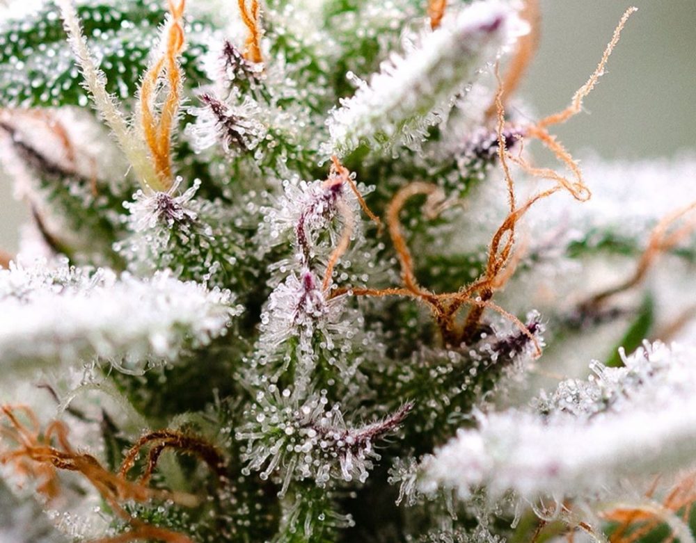 Pink Kush Is One Of The Most Popular Strains In All Of Canada—Is It Actually Worth Buying Though?