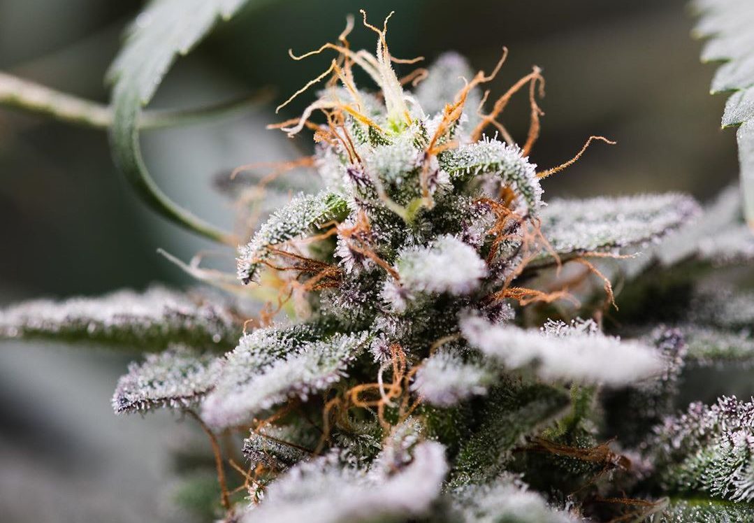 Pink Kush Is One Of The Most Popular Strains In All Of Canada—Is It Actually Worth Buying Though?