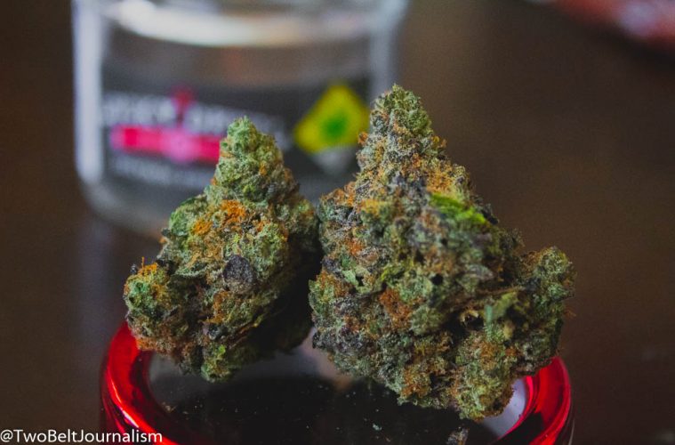 Learn Why The Gelato Strain Is One Of The Most Popular Cannabis Strains In The World
