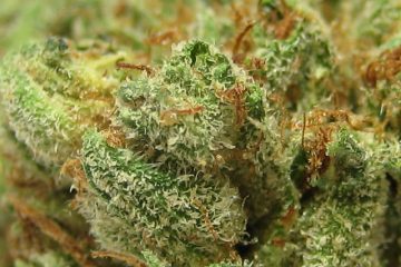 California Passes a New Law to Standardize Cannabis Testing