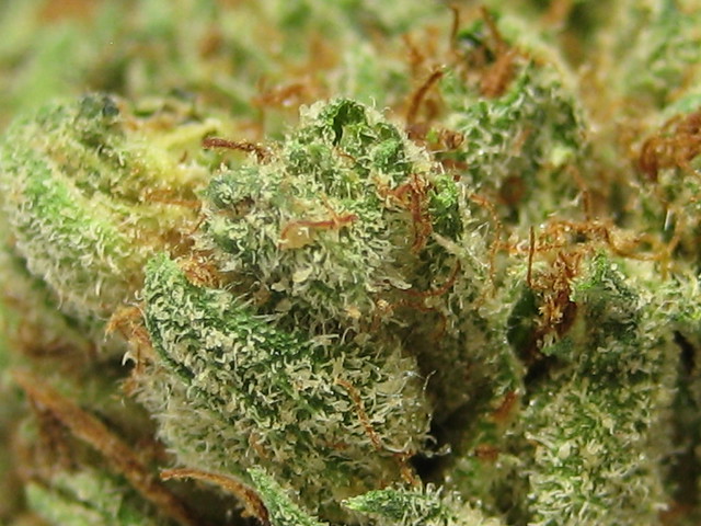 OG Kush Might Be The Most Popular Strain