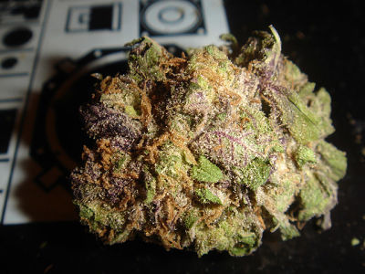 The Granddaddy Purple Strain's Impact Should Never Be Underestimated