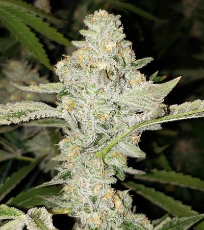 OG Kush Might Be The Most Popular Strain