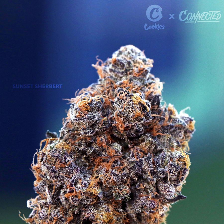 The Sunset Sherbet Strain Is A Full Spectrum Of Incredibly Rich Terpenes