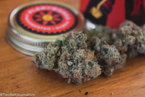 stashquatch strain review