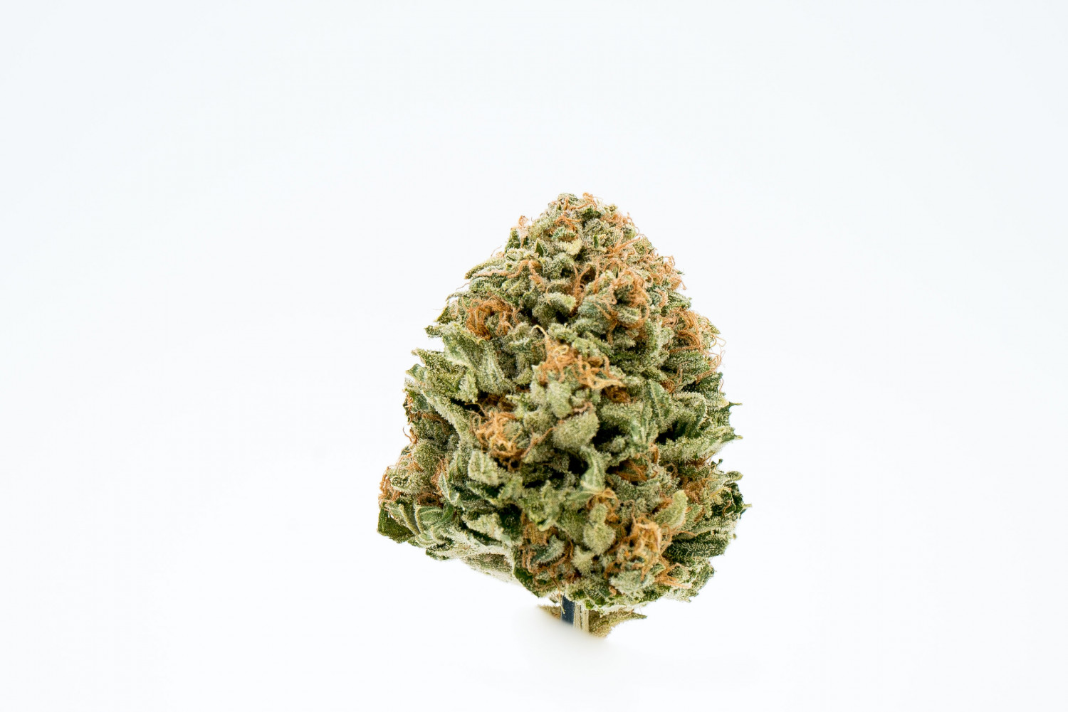 The Musky Flodu Strain From Zoz Cannabis Crosses The White With Chemdawg The Musky Flodu Strain From Zoz Cannabis Crosses The White With Chemdawg
