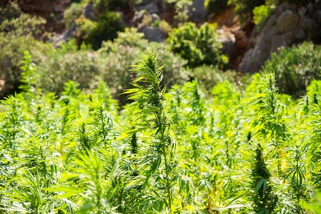 Oregon Breaks Precedent With New THC Increase For Hemp Products