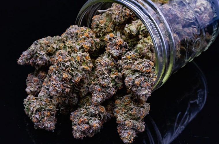 The Bacio Gelato Strain Is One of Mr. Sherbinskis Finest Cultivar Creations