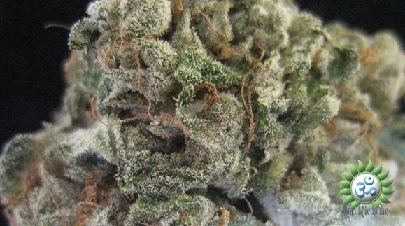 Learn What Makes The Ghost Train Haze Strain A Cannabis Cup Winner