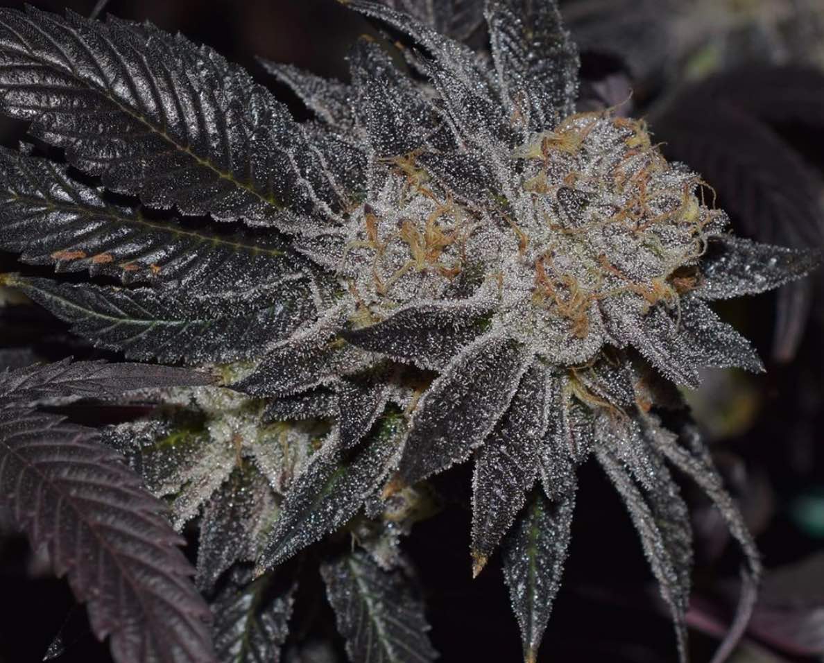 The Platinum Girl Scout Cookies Strain Is The Elevated Offspring Of Gsc The Platinum Girl Scout Cookies Strain Is The Elevated Offspring Of Gsc