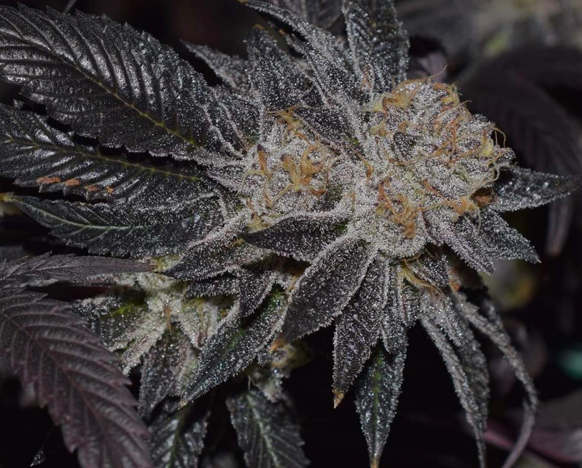 The Platinum Girl Scout Cookies Strain Is The Evolved Offspring Of GSC