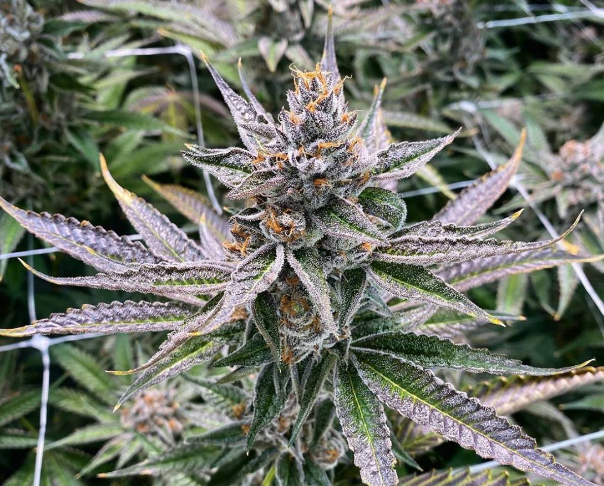 Grape Pie Strain