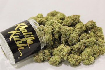 Khalifa Kush Strain: The Perfect Cut Of OG Kush For Creatives Hand-Picked by Wiz