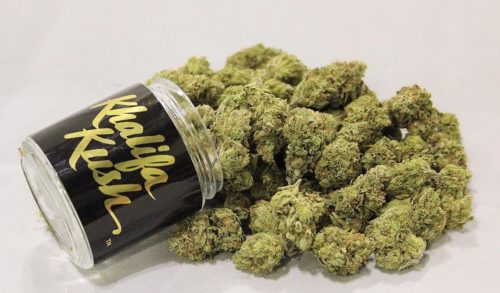 Khalifa Kush Strain: The Perfect Cut Of OG Kush For Creatives Hand-Picked by Wiz