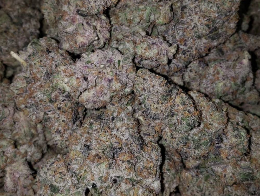 The Juicy Orange Mints Strain Reeks Of Zesty Citrus Gas