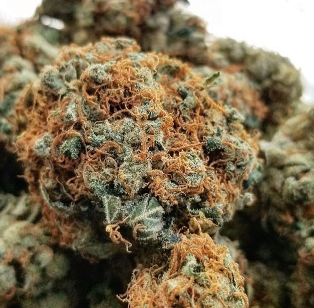 The Citrus Diesel Stench Of The G13 Strain And Its Rapturous Highs Are Legendary