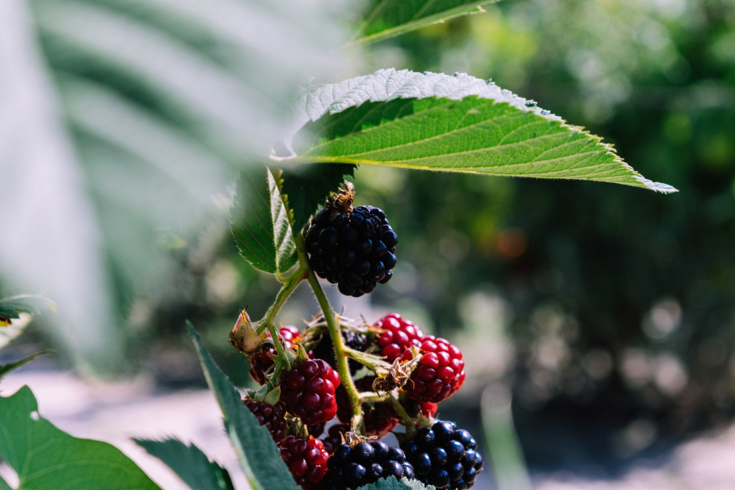 The Loud Blackberry Kush Strain Has Wickedly Zesty Grape Terps And Body Melting Highs