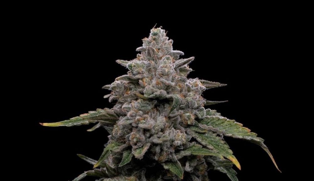 The Thrilling Honey Bun Strain Smells Like A Skunky Lavender Pastry And