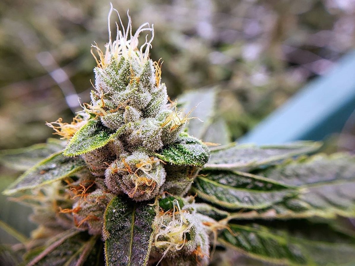 The Musky Balsam Flavor Of The Soothing Kosher Kush Strain Has Made It