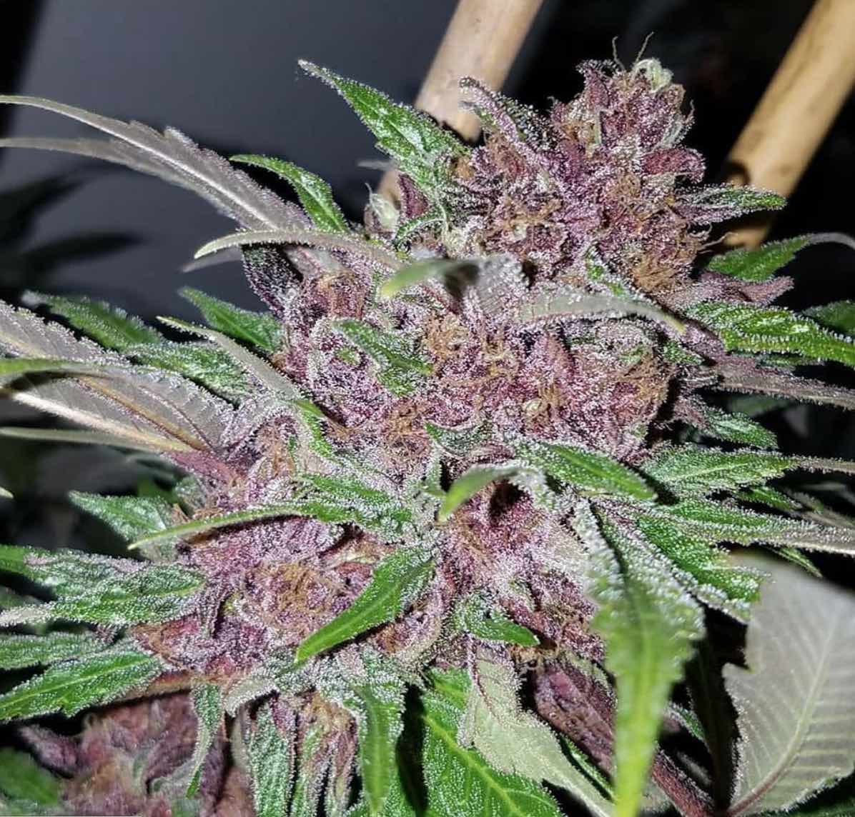 The Tranquilizing Mendocino Purps Strain Is One Of The Original Purple