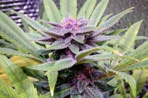 The Tranquilizing Mendocino Purps Strain Is One Of The Original Purple Strains From The West Coast
