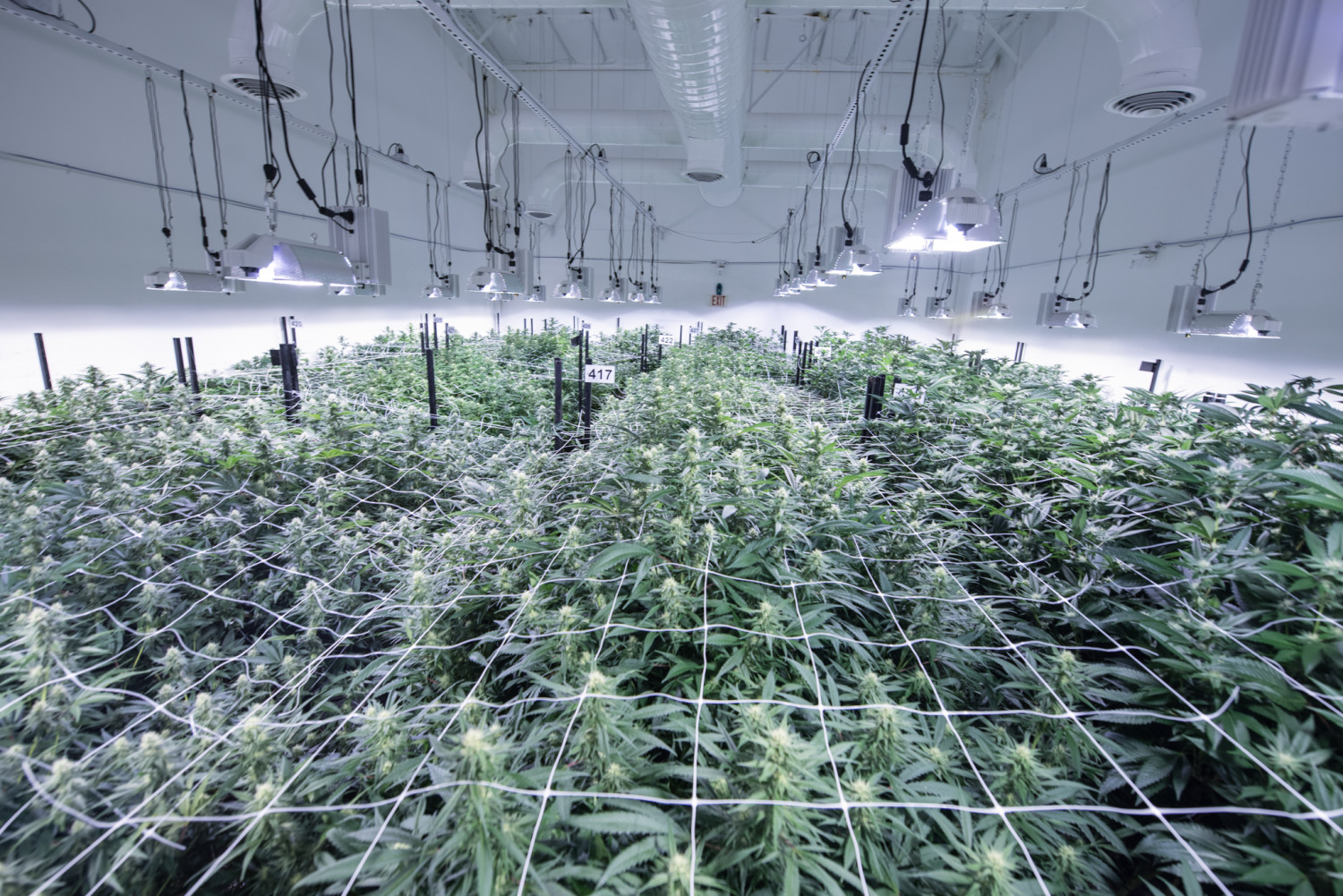 Cannabis Cultivation Facility Design: How To Build for Maximum Efficiency