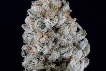 The Piney Garlic Romulan Strain Might Send Your Mind Into Warp Drive And Set Your Body To Stun