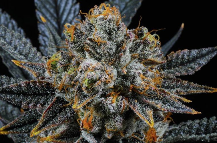 Cannabis Plant Patents: Are Strain Genetics Really That Valuable?