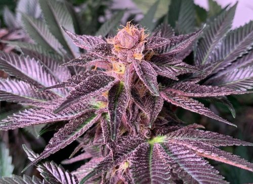 Black Cherry Cheesecake Strain: A Rare And Sweet Treat That Might Help Women With Pain Relief