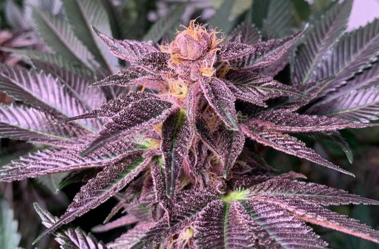 Black Cherry Cheesecake Strain: A Rare And Sweet Treat That Might Help Women With Pain Relief