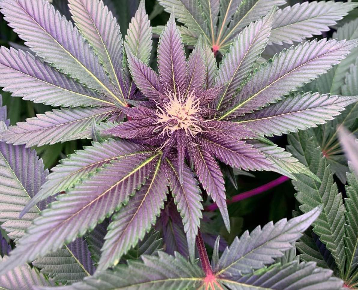 Black Cherry Cheesecake Strain A Rare And Sweet Treat That Might Help