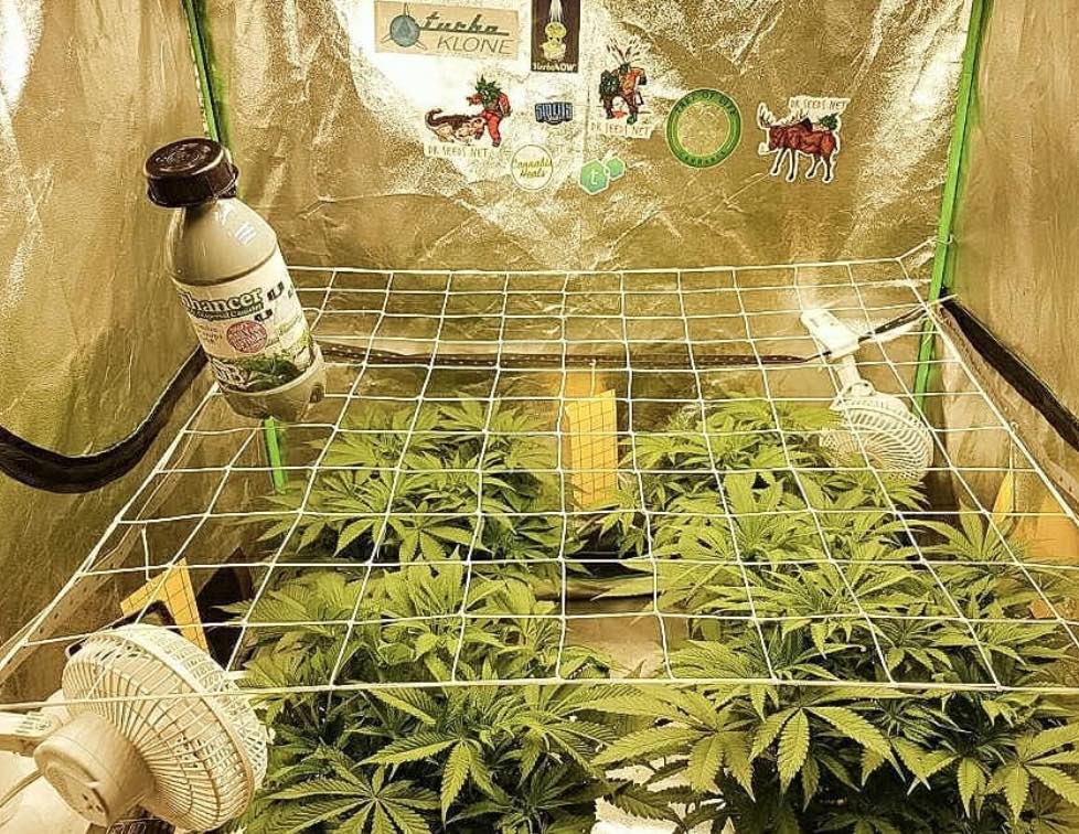 At-Home Cannabis Cultivation: Where To Begin And How To Start Harvesting