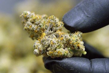 Los Altos Strain: A Dreamy Hybrid With Earthy Leather Flavors And Juicy Sweet Undertones