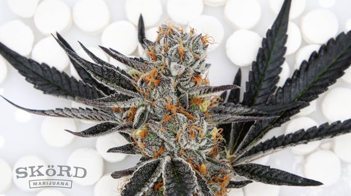 Budtender's Choice Sweet And Citrus Cannabis Strains You Can Find In