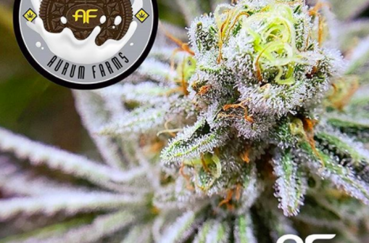 The Cookies And Cream Flower Review Feat. Aurum Farms