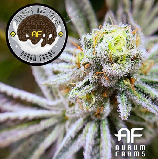 The Cookies And Cream Flower Review Feat. Aurum Farms