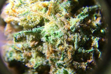 The Lemon Meringue Strain Review Feat. Avitas Grown Cannabis