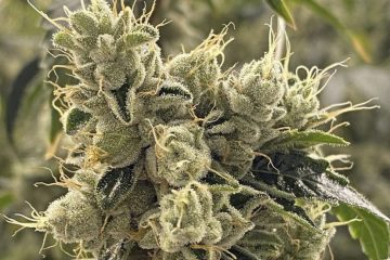 Riff OG Plant
