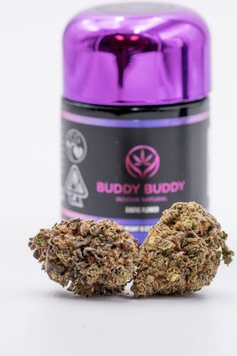 The Fatso Strain Review Featuring Buddy Buddy Indoor Natural In San Francisco, California