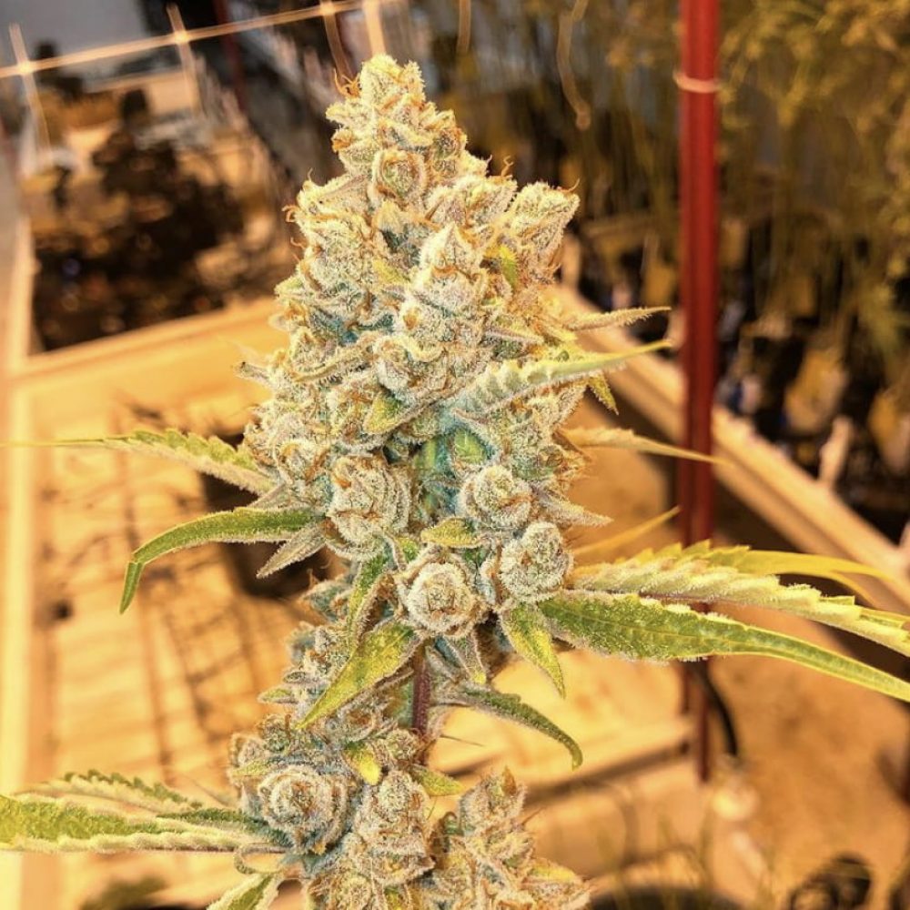 Safest online shop to buy Triangle Kush