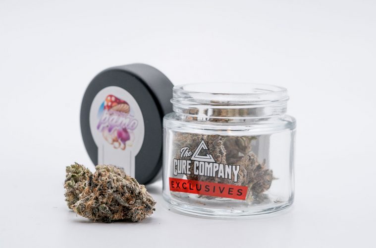 The Purple Garlic Mushroom Onion (PGMO) Strain Review