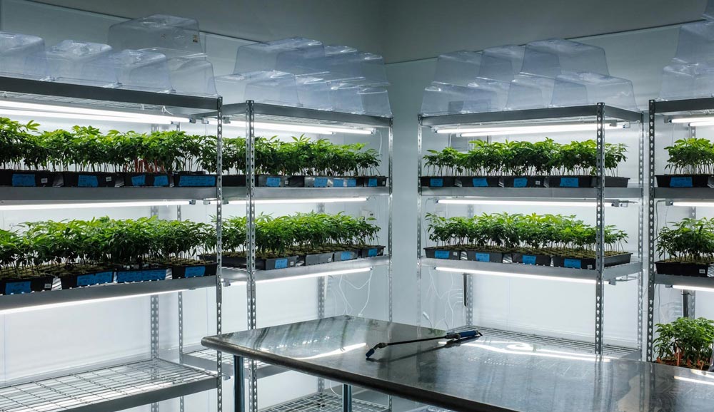 cloud cover cannabis clone room